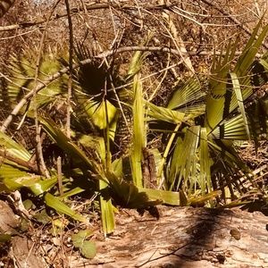 Meet your Posher, Jackson